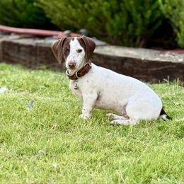 Lucy - Dachshund