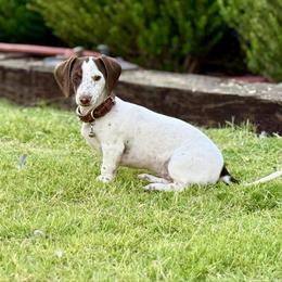 Lucy - Dachshund