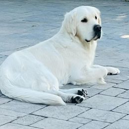 Golden Retriever puppies from WindChime Goldens
