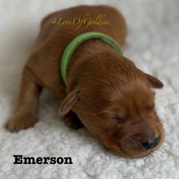 Emerson - Dark golden male Golden Retriever puppy in La Verne, California from 4LoveofGoldens