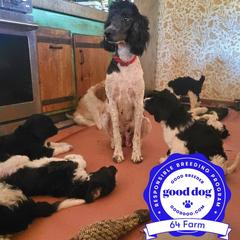 Springerdoodle Puppies from 64 Farm