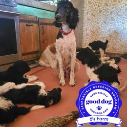 Springerdoodle Puppies from 64 Farm
