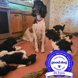 Springerdoodle Puppies from 64 Farm
