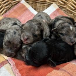 Female 3 - Blue merle female Aussiedoodle puppy in Lexington, Alabama from Johnson’s Highland Pride Aussiedoodles