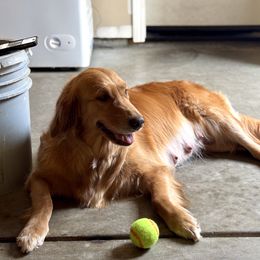Hope - Golden Retriever