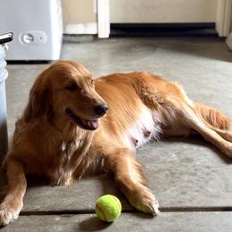 Hope - Golden Retriever