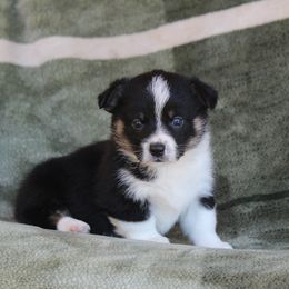 Bentley - Black and tan male American Corgi puppy in Scio, Oregon from Abundant Joy Corgis