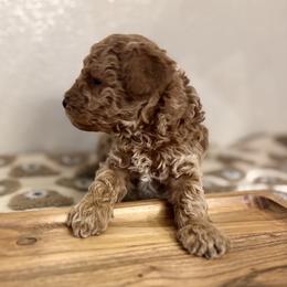 Cavapoo, Cockapoo, Goldendoodle, and Maltipoo Puppies from Perdue Puppies