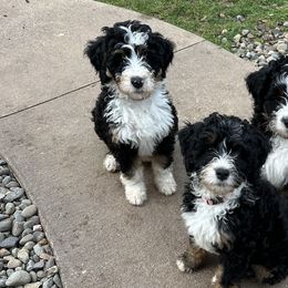 Bernedoodles from Melissa Horst