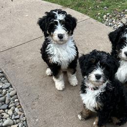 Bernedoodles from Melissa Horst