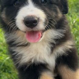 Luna - Black tri-color female Australian Shepherd puppy in Lynnville, Indiana from Moonlightaussies