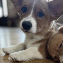 Pembroke Welsh Corgis from Corgis and Carriages
