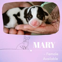Mary - Black and tan female Pembroke Welsh Corgi puppy in South Otselic, New York from Ridge Top Corgis
