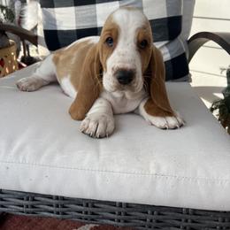 "SHEILA. Red and white female. " Basset Hound Puppies from Wee Little Bassets