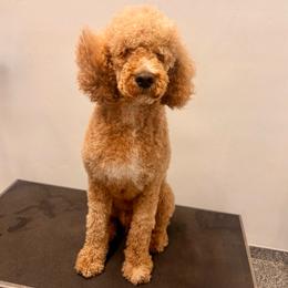 Belmont - Apricot male Poodle puppy in Redding, California from Canyon Creek Kennels