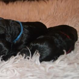Red collar male - Black male German Shepherd puppy in Marianna, Florida from Haus M Godwin