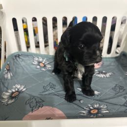Male- light blue - Black male Maltipoo puppy in Southern,, California from Maltipoo Tiny Pups