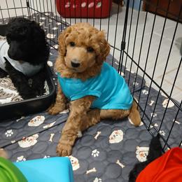 Pink - Apricot female Poodle puppy in Big Rapids, Michigan from Meeker's Ridge Standard Poodles