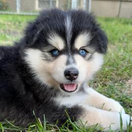Woodrow Call - Black and white male Pomsky puppy in Blue Earth, Minnesota from Blue Sky Pomsky