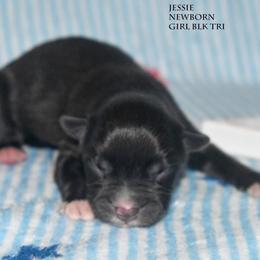Jessie - Black & white female Miniature Australian Shepherd puppy in Patterson, North Carolina from DreamLine Aussies