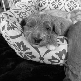Bernedoodle, Goldendoodle, and Aussiedoodle Puppies from Lakeside Doodles