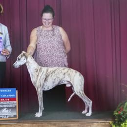 Dixon - Whippet