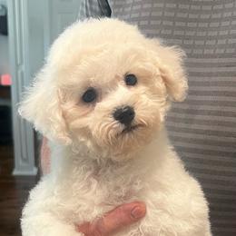 Brown boy - White male Bichon Frise puppy in Wilmington, North Carolina from Cape Fear Bichons
