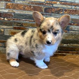 Girl 1 - Blue merle and white female American Corgi puppy in Visalia, California from VIP Stables