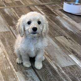 Cockapoo, Goldendoodle, and Maltipoo Puppies from Loris Pampered Pooches💕