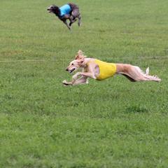 Saluki All Grown Up from Desertskye Salukis