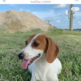 Mabel - Dachshund