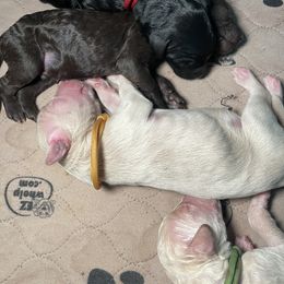 Goldendoodle Puppies from Fluff Puff Doodles