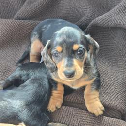 Sport - Dapple male Dachshund puppy in Signal Mountain, Tennessee from Hot Diggity Doxens