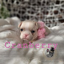 Cranberry - Cream French Bulldog puppy in Winston Salem, North Carolina from Elegant East Coast French Bulldogs