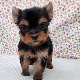 Foxi TEACUP - Blue and gold female Yorkshire Terrier puppy in Monticello, Iowa from Ashley’s Puppies