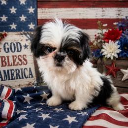 Minnie - Black and white female Shih Tzu puppy in Connersville, Indiana from Sugar and Spice Shihtzus