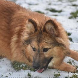 Nenets Herding Laika puppies from Mystic Winds Nenets Laikas