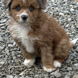Boy 1 - Red tri-color male Aussiedoodle puppy in Hillsboro, Illinois from Perfect Paws Puppies