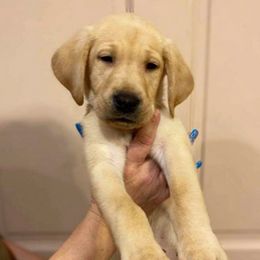 Labrador Retriever Puppies from Lab in the Sack kennel