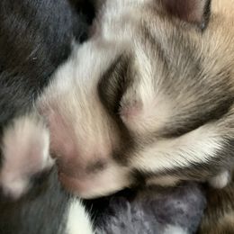 Siberian Husky Puppies from The Husky Husky Hut
