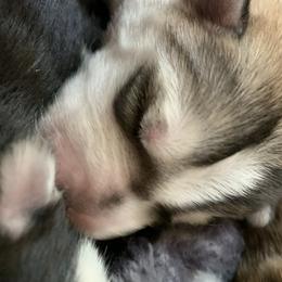 Siberian Husky Puppies from The Husky Husky Hut
