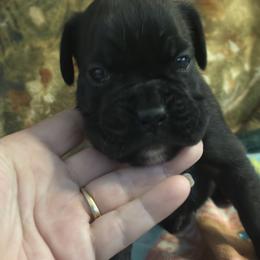Raven - Brindle female Boxer puppy in New Smyrna Beach, Florida from Beachside Boxers and Frenchies