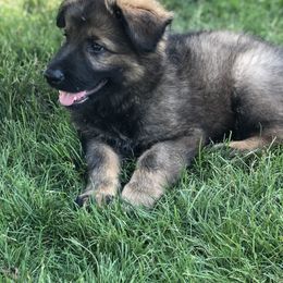 German Shepherd Puppies from Wurdevoll Kennels