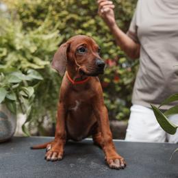 Rhodesian Ridgeback Puppies from African Legends Rhodesian Ridgebacks