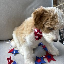 Aussiedoodle Puppies from Sheila Harwell