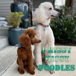 Poodles from Prissy Missy Poodles