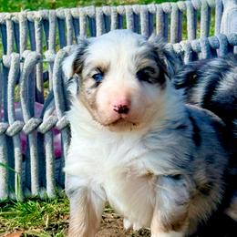 Stetson - Blue merle male Australian Shepherd puppy in Mineral Wells, Texas from A6 Australian Shepards