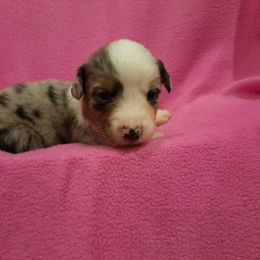 Australian Shepherd Puppies from Persimmon Creek Farm