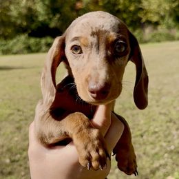 Graham - Chocolate and tan male Dachshund puppy in Fayetteville, Arkansas from Natural State Dachshunds