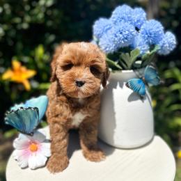 Mad Hatter - Caramel red male Australian Labradoodle puppy in Palmdale, California from Pixie Doodle Paws